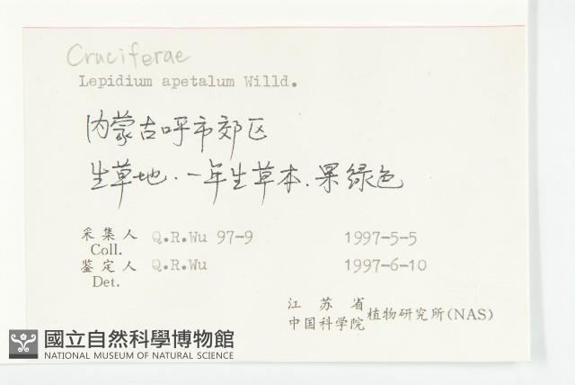 腺獨行菜藏品圖，第2張