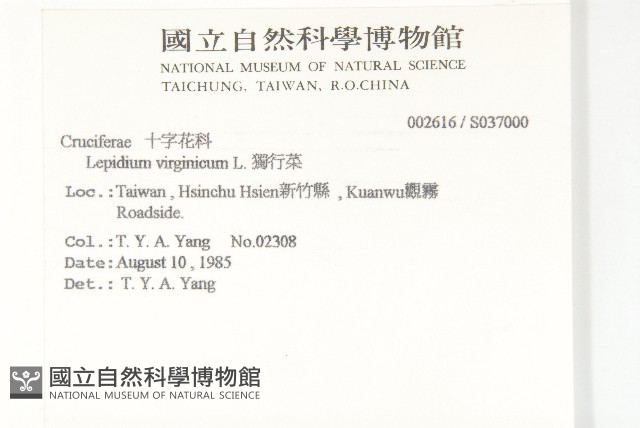 獨行菜藏品圖，第2張