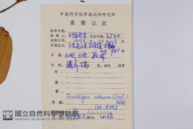 瓜馥木藏品圖，第2張