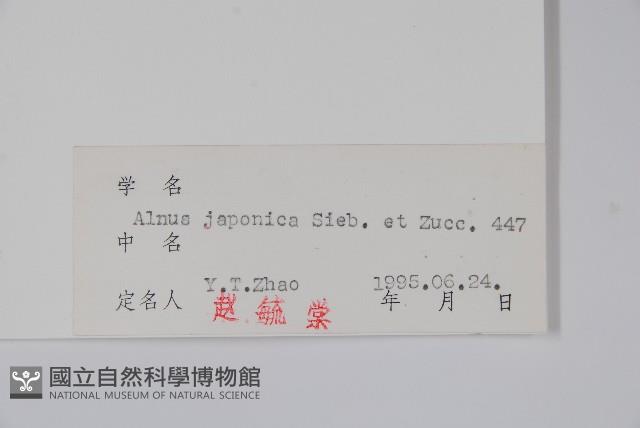赤楊、臺灣赤楊、台北赤楊、水柯子、水柳柯藏品圖，第2張