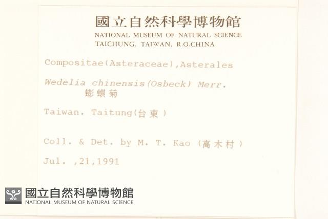 蟛蜞菊藏品圖，第2張