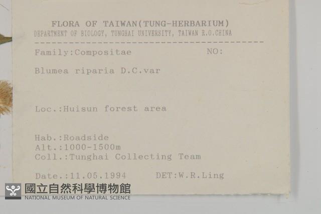 假東風菜藏品圖，第2張