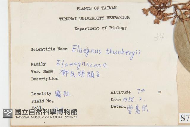 鄧氏胡頹子藏品圖，第2張