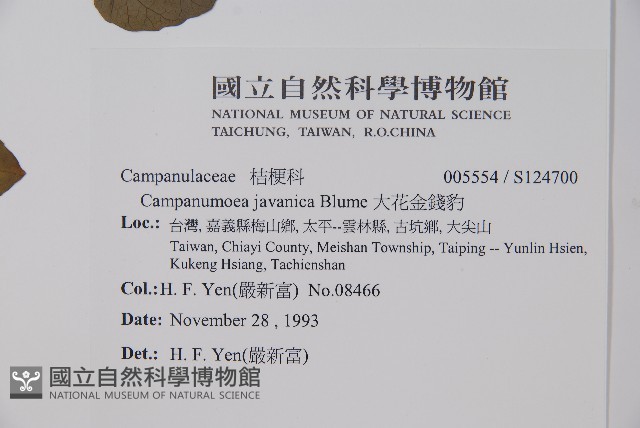大花金錢豹藏品圖，第2張