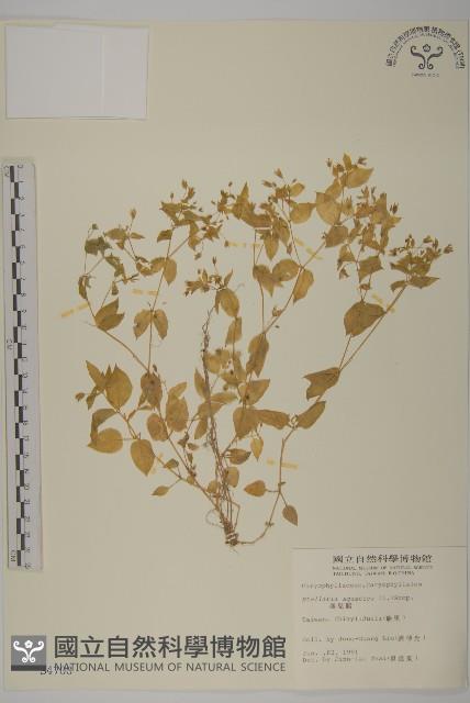 鵝兒腸藏品圖，第1張