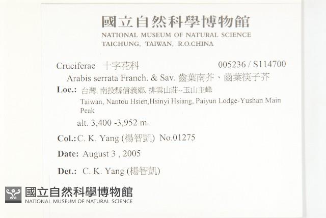 齒葉南芥、齒葉筷子芥藏品圖，第2張