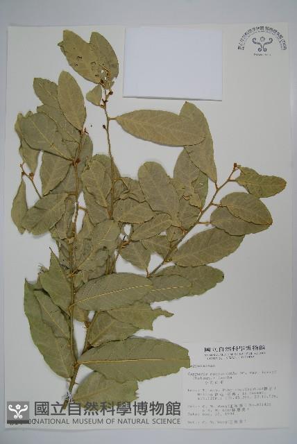 小刺山柑藏品圖，第1張