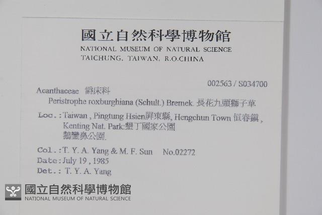 長花九頭獅子草、山藍藏品圖，第2張