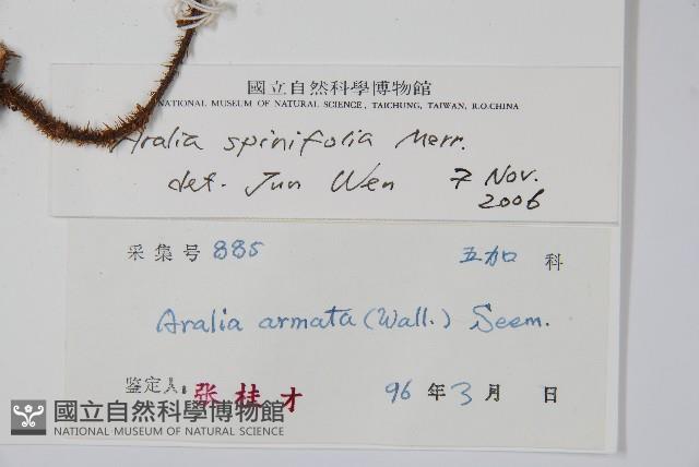 長刺蔥木藏品圖，第2張