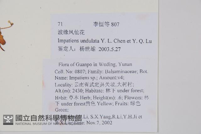 波緣鳳仙花藏品圖，第2張