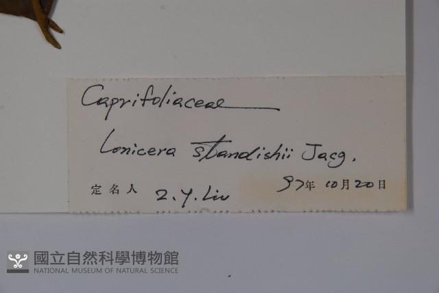 苦糖果藏品圖，第2張