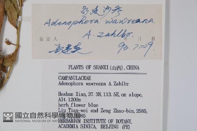 多歧沙參藏品圖，第2張