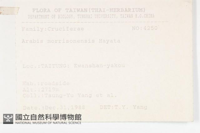 玉山筷子芥藏品圖，第2張