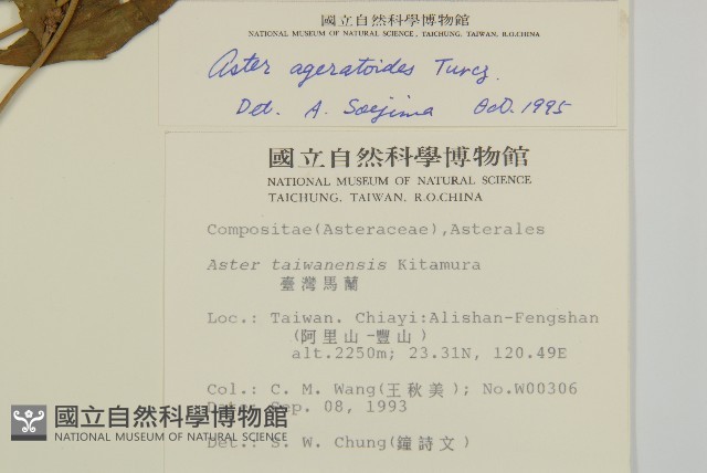 山白蘭藏品圖，第2張