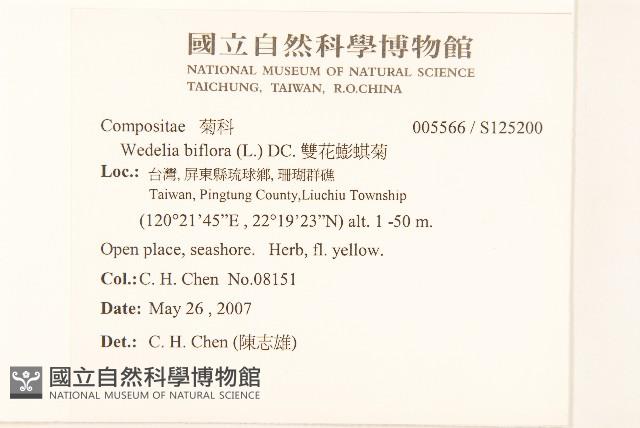 雙花蟛蜞菊藏品圖，第2張