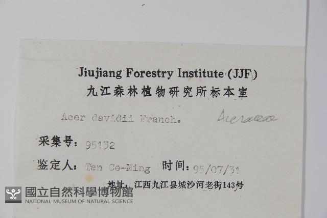 青榨槭藏品圖，第2張