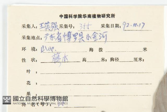 錫葉藤藏品圖，第2張