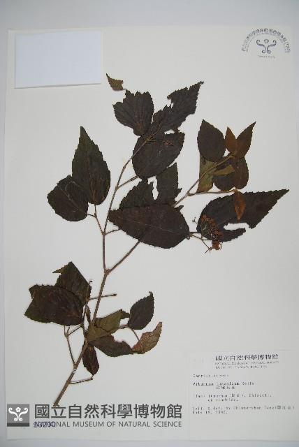 呂宋莢迷藏品圖，第1張