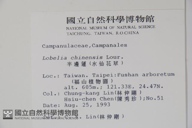 半邊蓮、鐮磨仔草藏品圖，第2張