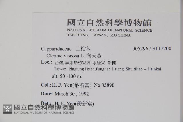 向天黃藏品圖，第2張