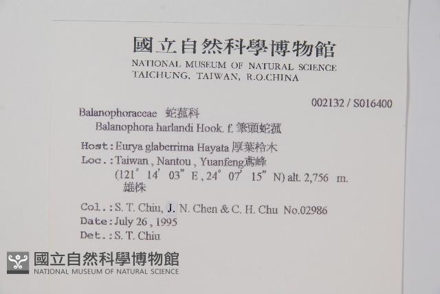 筆頭蛇菰藏品圖，第2張