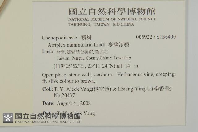 臺灣濱藜藏品圖，第2張