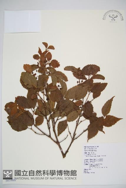 呂宋莢迷藏品圖，第1張