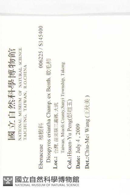 軟毛柿藏品圖，第2張