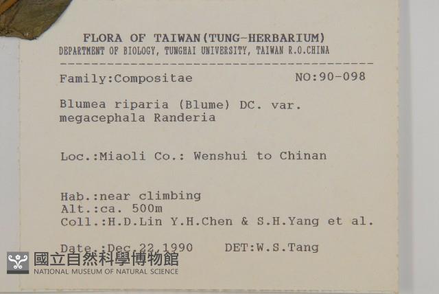 大頭艾納香藏品圖，第2張