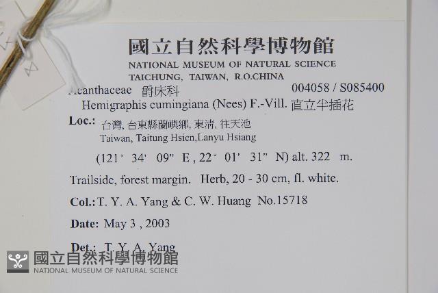 直立半插花藏品圖，第2張