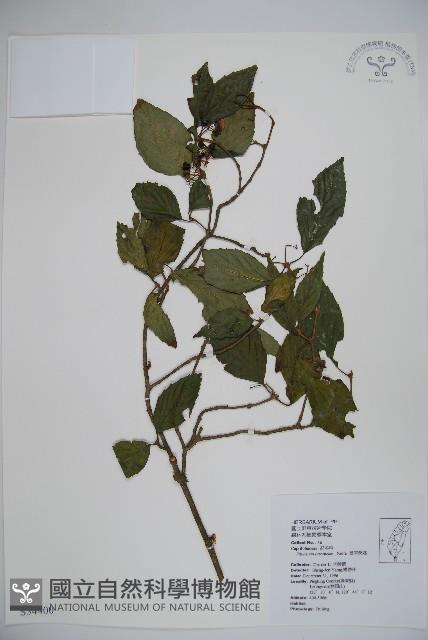 呂宋莢迷藏品圖，第1張