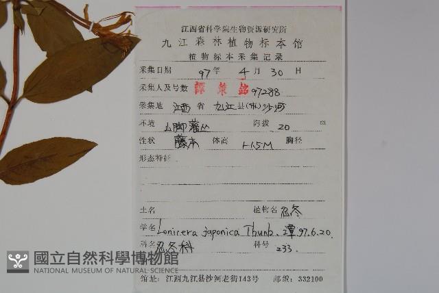 忍冬、金銀花藏品圖，第2張