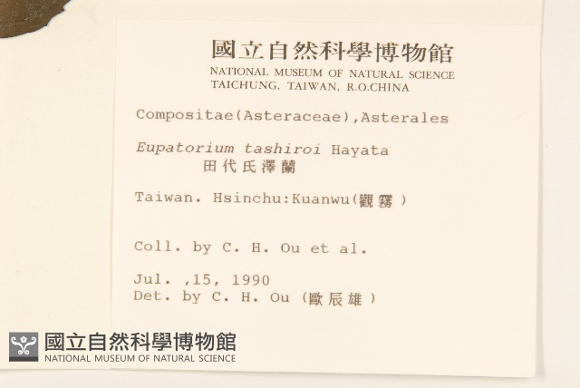田代氏澤蘭藏品圖，第2張