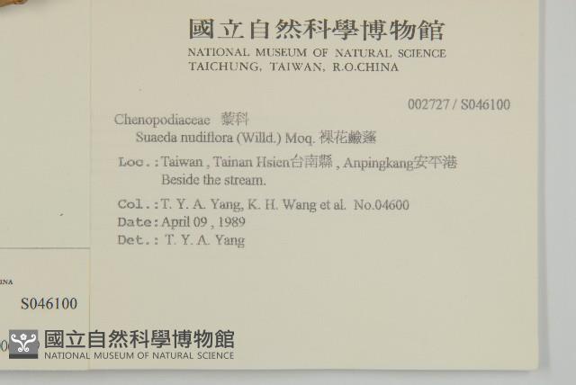 裸花鹼蓬藏品圖，第2張