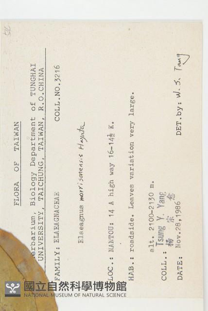 玉山胡頹子藏品圖，第2張