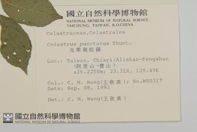 光果南蛇藤藏品圖，第2張