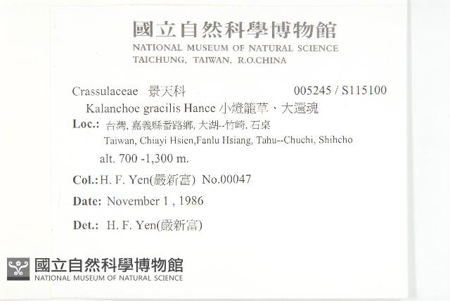 小燈籠草、大還魂藏品圖，第2張