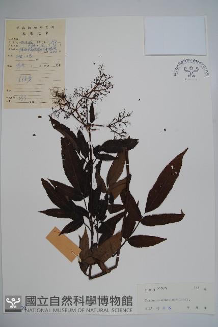 冇骨消藏品圖，第1張