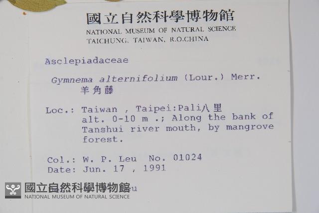 羊角藤、武靴藤藏品圖，第2張