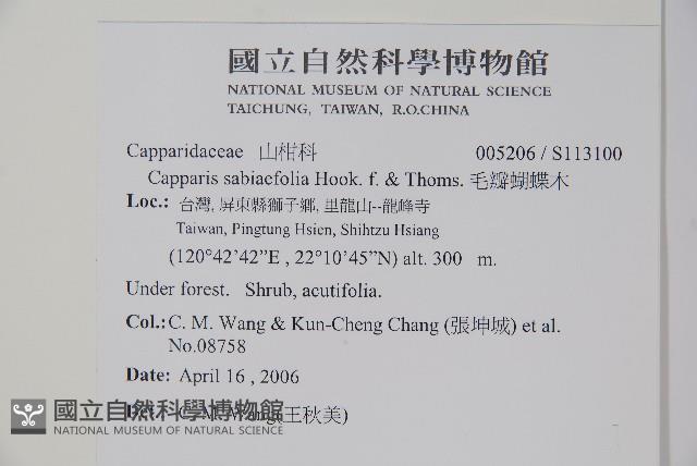 毛瓣蝴蝶木藏品圖，第2張