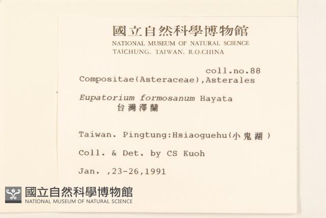 臺灣澤蘭藏品圖，第2張