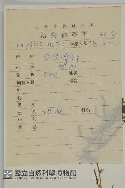 地膚、掃手草藏品圖，第2張