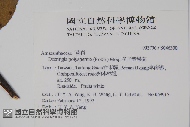 多子漿果莧藏品圖，第2張