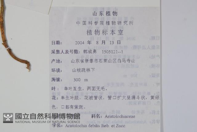 馬兜鈴藏品圖，第2張