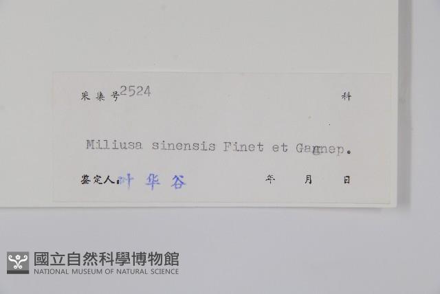 中華野獨活藏品圖，第2張