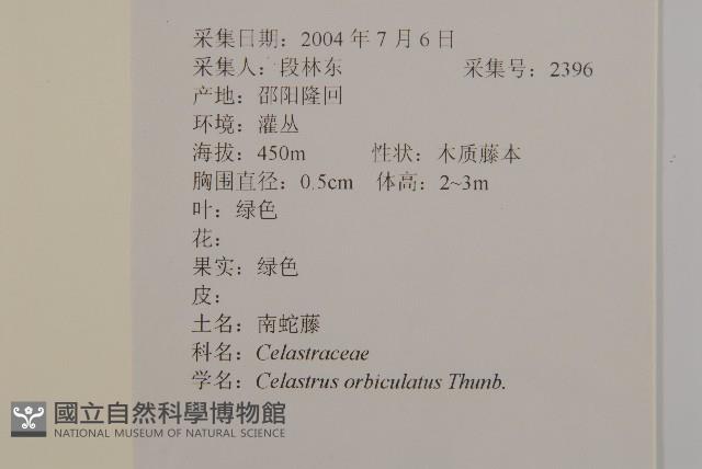 南蛇藤藏品圖，第2張