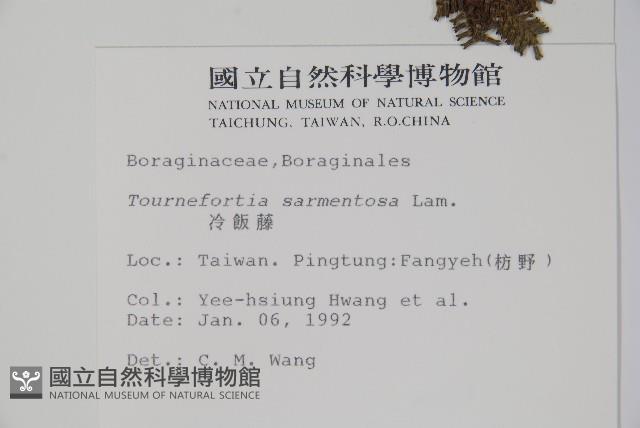 冷飯藤藏品圖，第2張