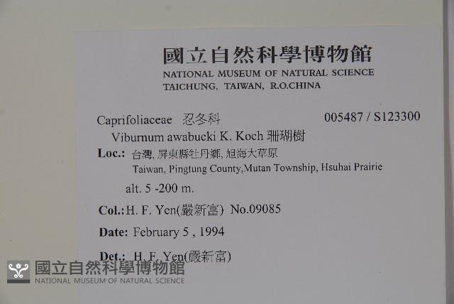 珊瑚樹藏品圖，第2張