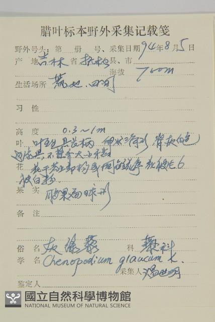 灰綠藜藏品圖，第2張