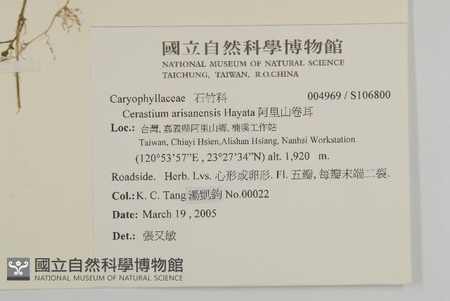 阿里山卷耳藏品圖，第2張